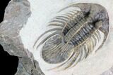 Large, Kolihapeltis Trilobite - Rare Species #89288-4